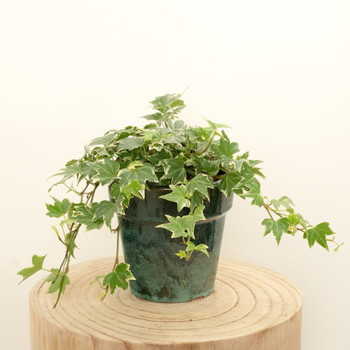 English Ivy | White Ripple