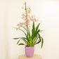 Scented Dancing Ladies Orchid | Rosy Sunset | Hard To Find
