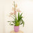 Orchid Plants