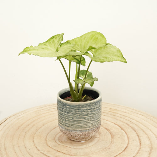 Arrowhead Vine | White Butterfly