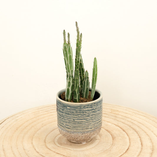 Pickle Plant | Variegated Plants