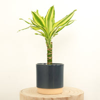 Palm | Yellow Coast