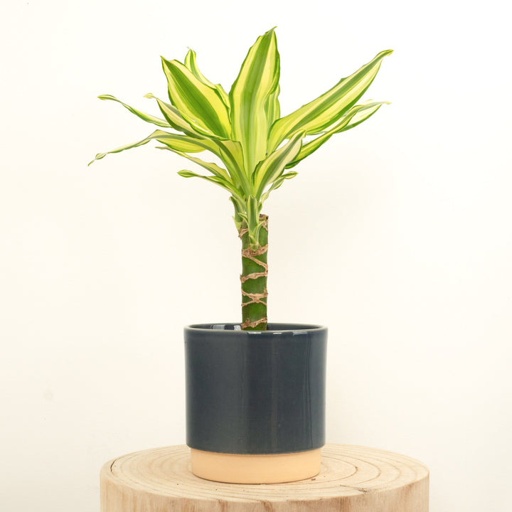 Palm | Yellow Coast