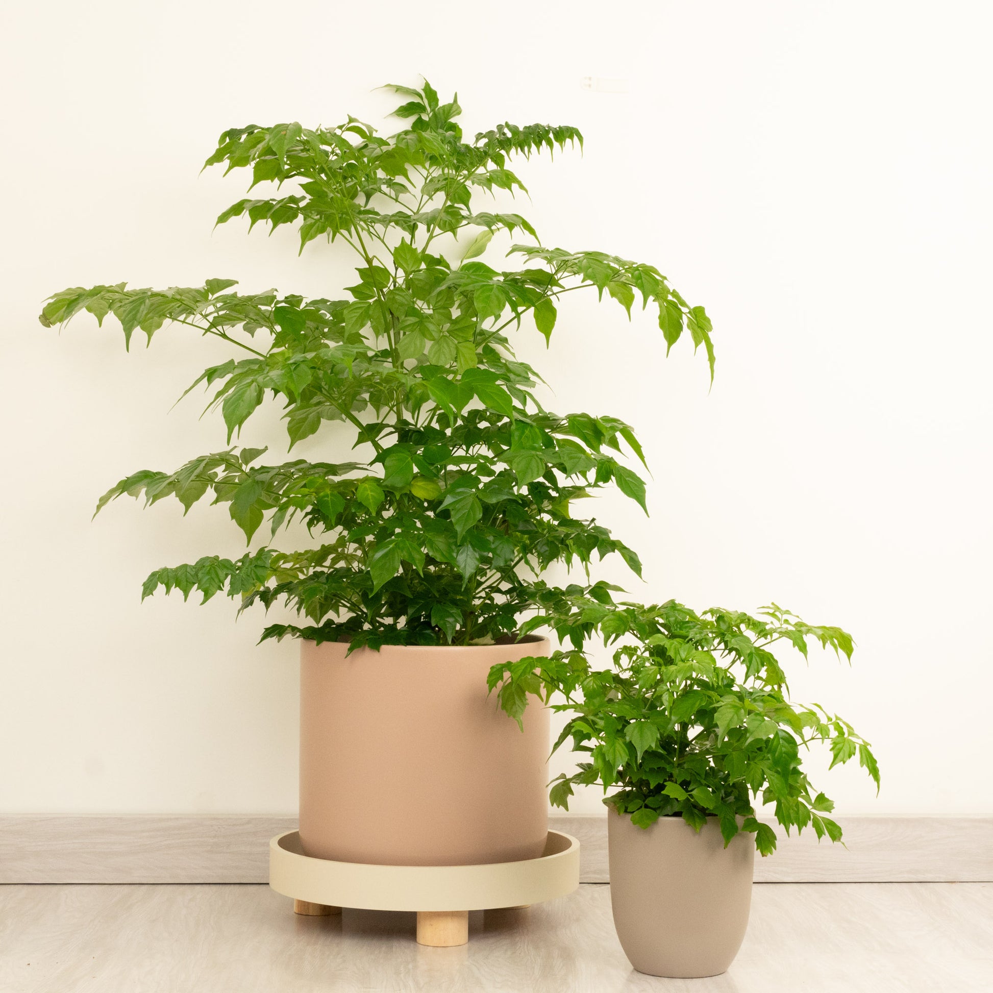 is china doll an indoor plant China Doll Plant