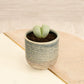 Split Rock Plant