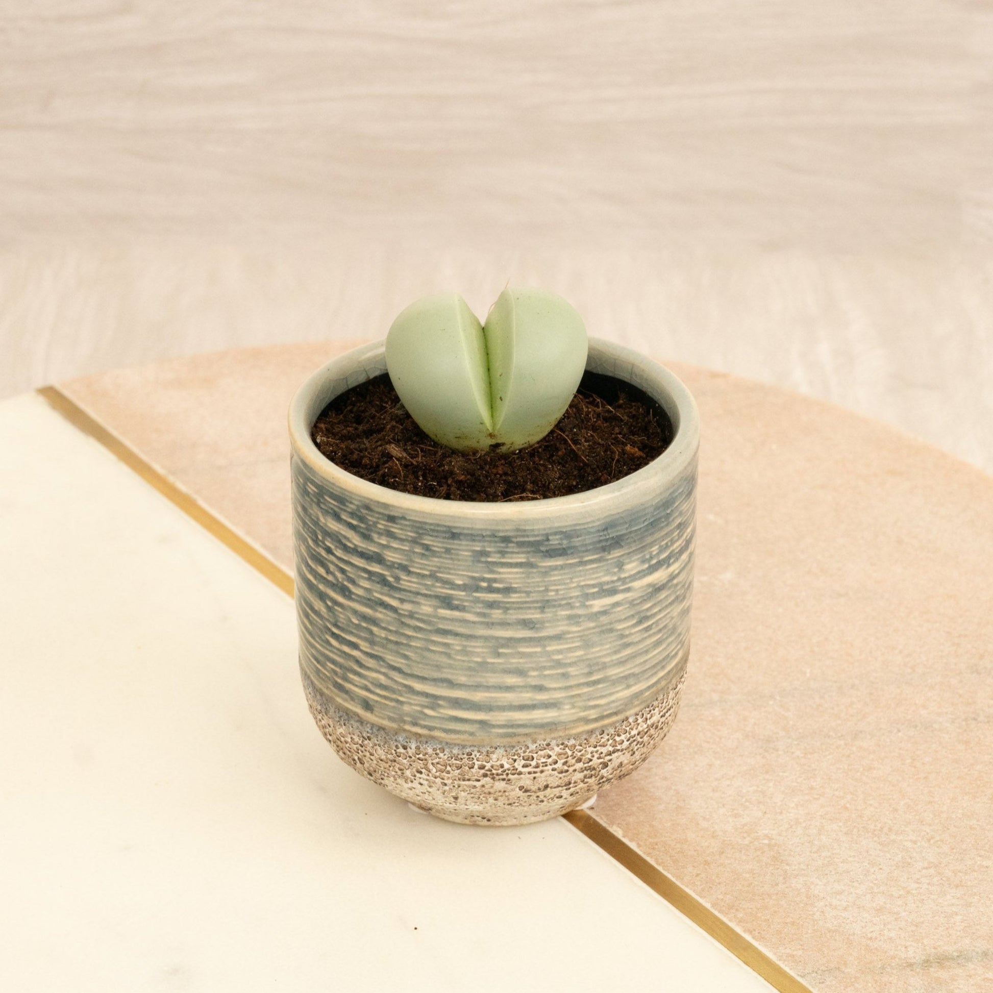 Split Rock Plant