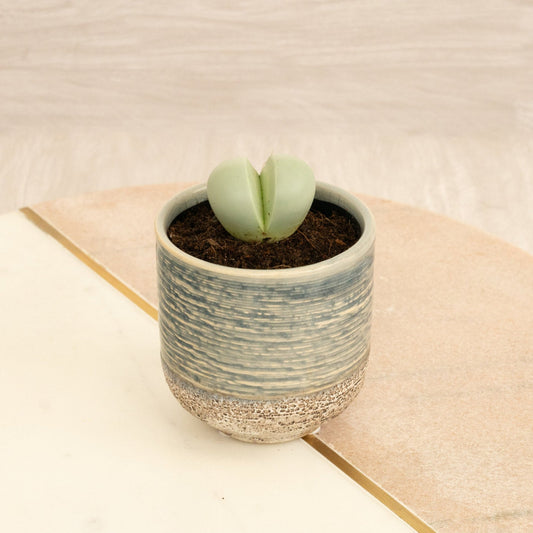 Split Rock Plant | 