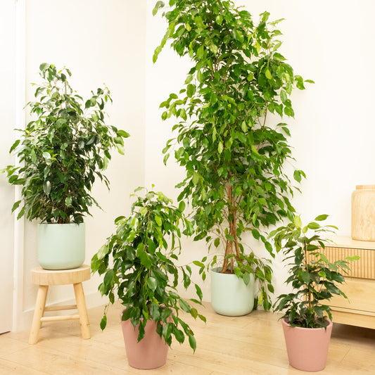 Weeping Fig | Danielle | Perfect Plants for Under £30