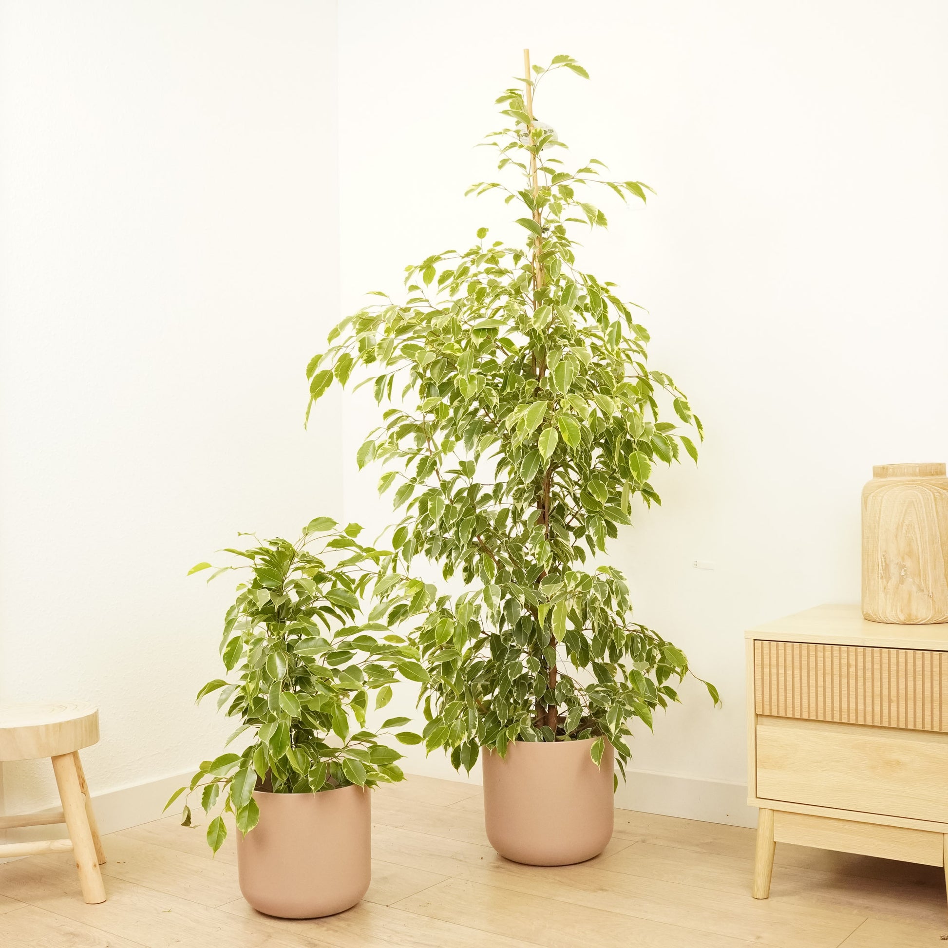 weeping fig house plant Weeping Fig