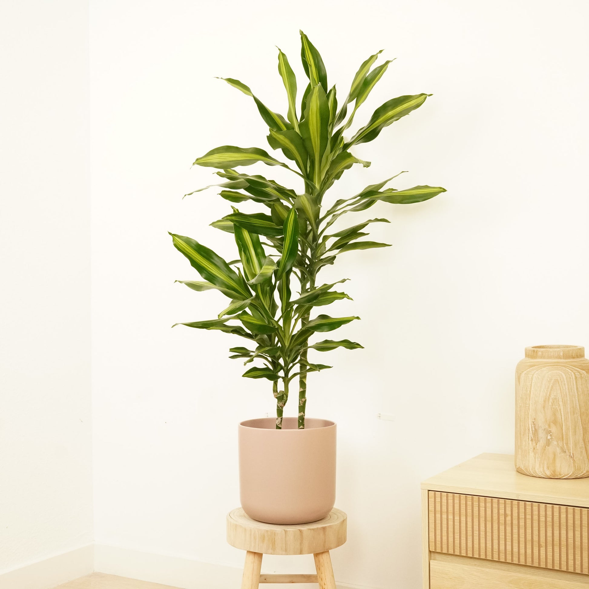 Corn Plant