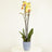 Perfect Plants for Under £30