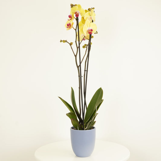 Phalaenopsis Orchid | Asian Gold | Orchid Plants