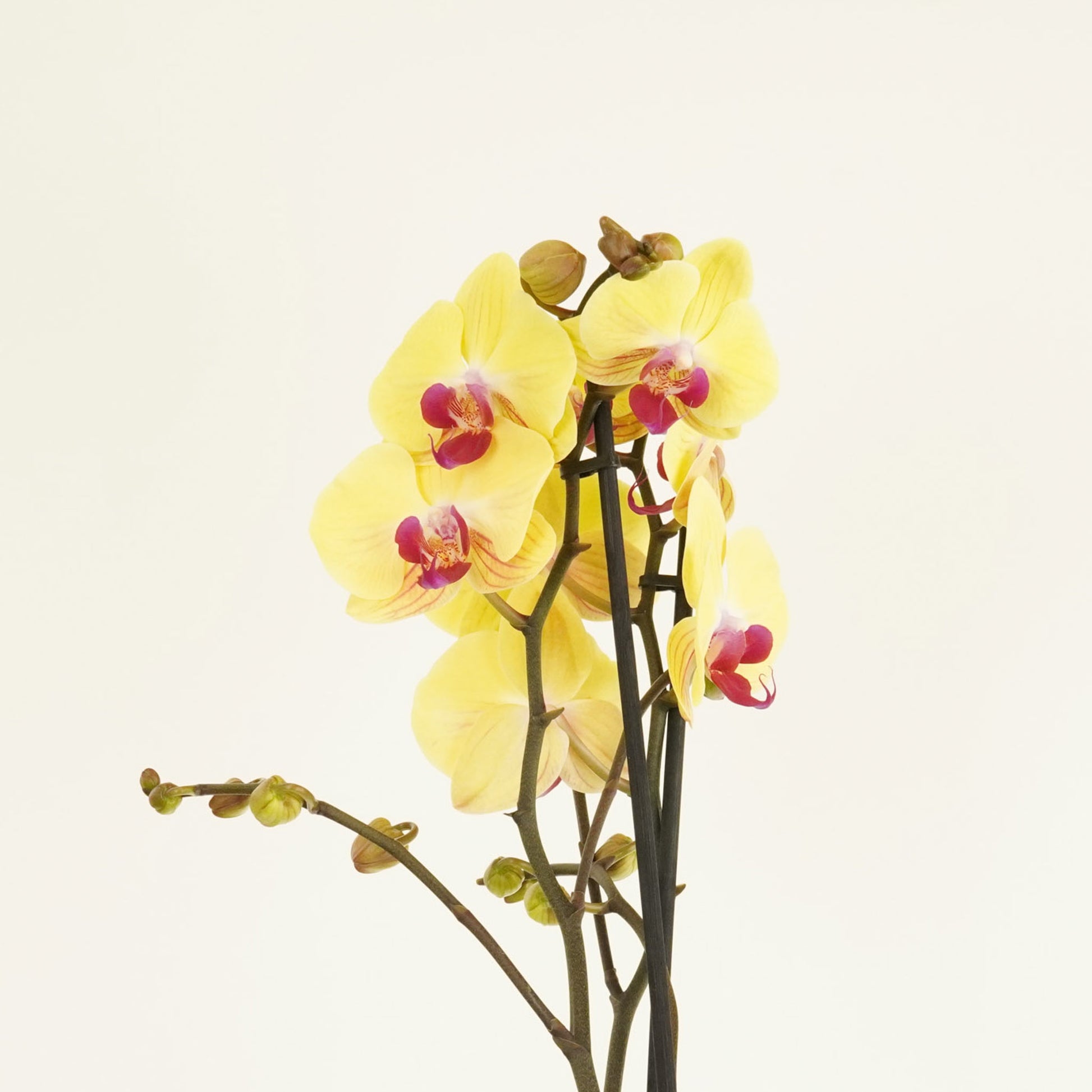 Phalaenopsis Orchid | Asian Gold