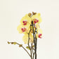 Phalaenopsis Orchid | Desert Breeze