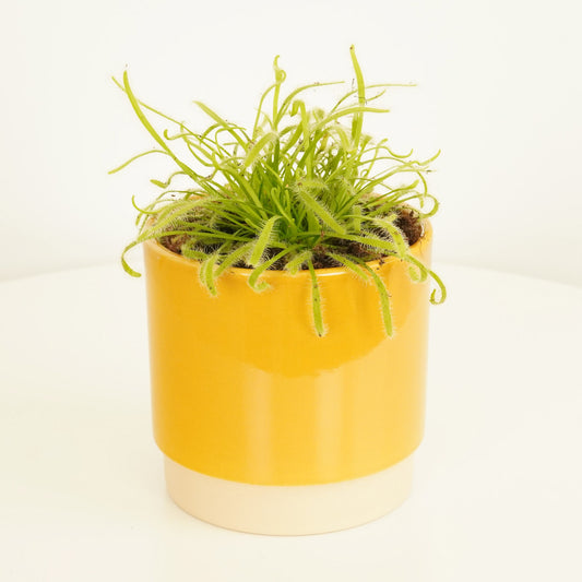 Alice Sundew | Tilly | 