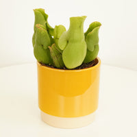 Trumpet Pitcher Plant | Monty