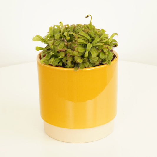 Alice Sundew | Aliciae | Potted Houseplants