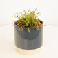 Alice Sundew | Capensis
