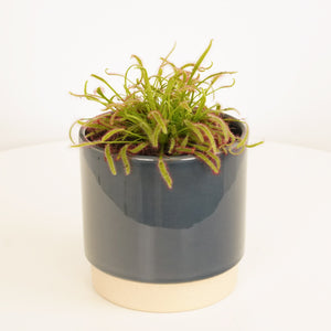 Alice Sundew | Capensis - Indoor Plant
