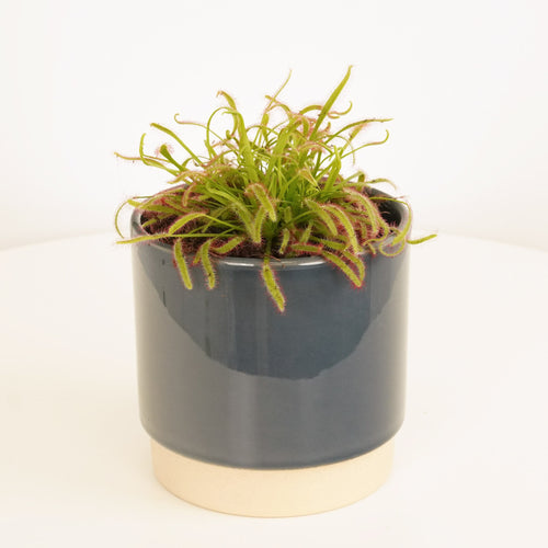 Alice Sundew | Capensis