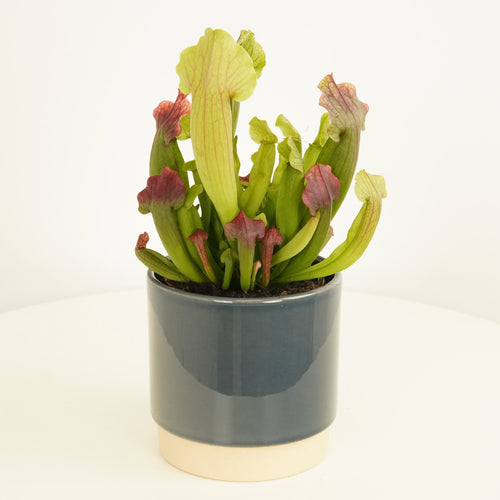 Trumpet Pitcher Plant | Buddy