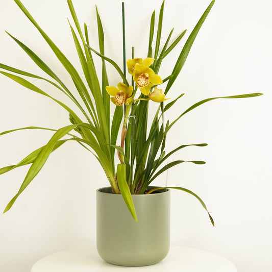 Cymbidium Orchid | Frankie | 