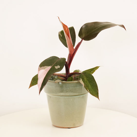 Pink Princess Philo | Rare Plant | Potted Houseplants