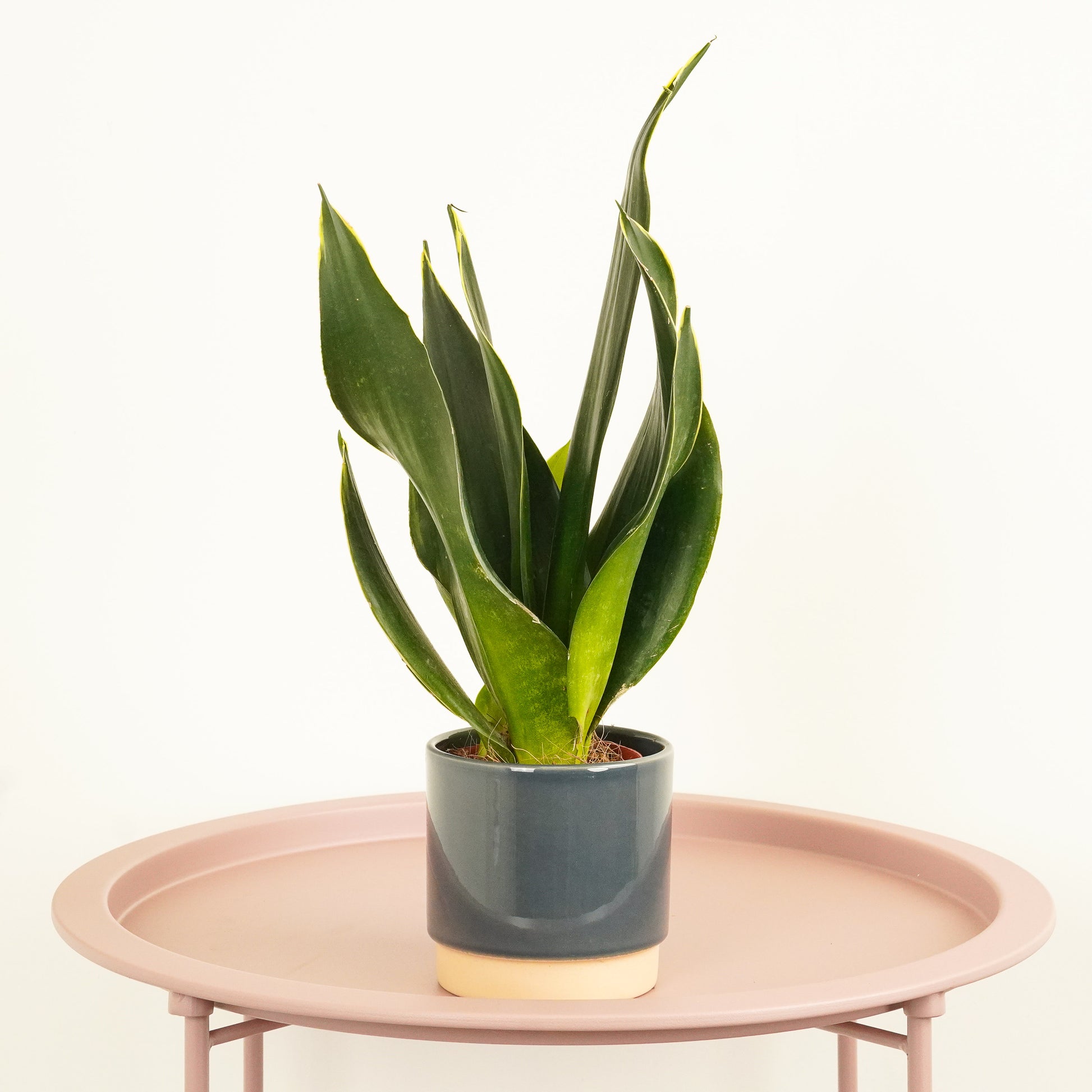 black diamond snake plant Snake Plant
