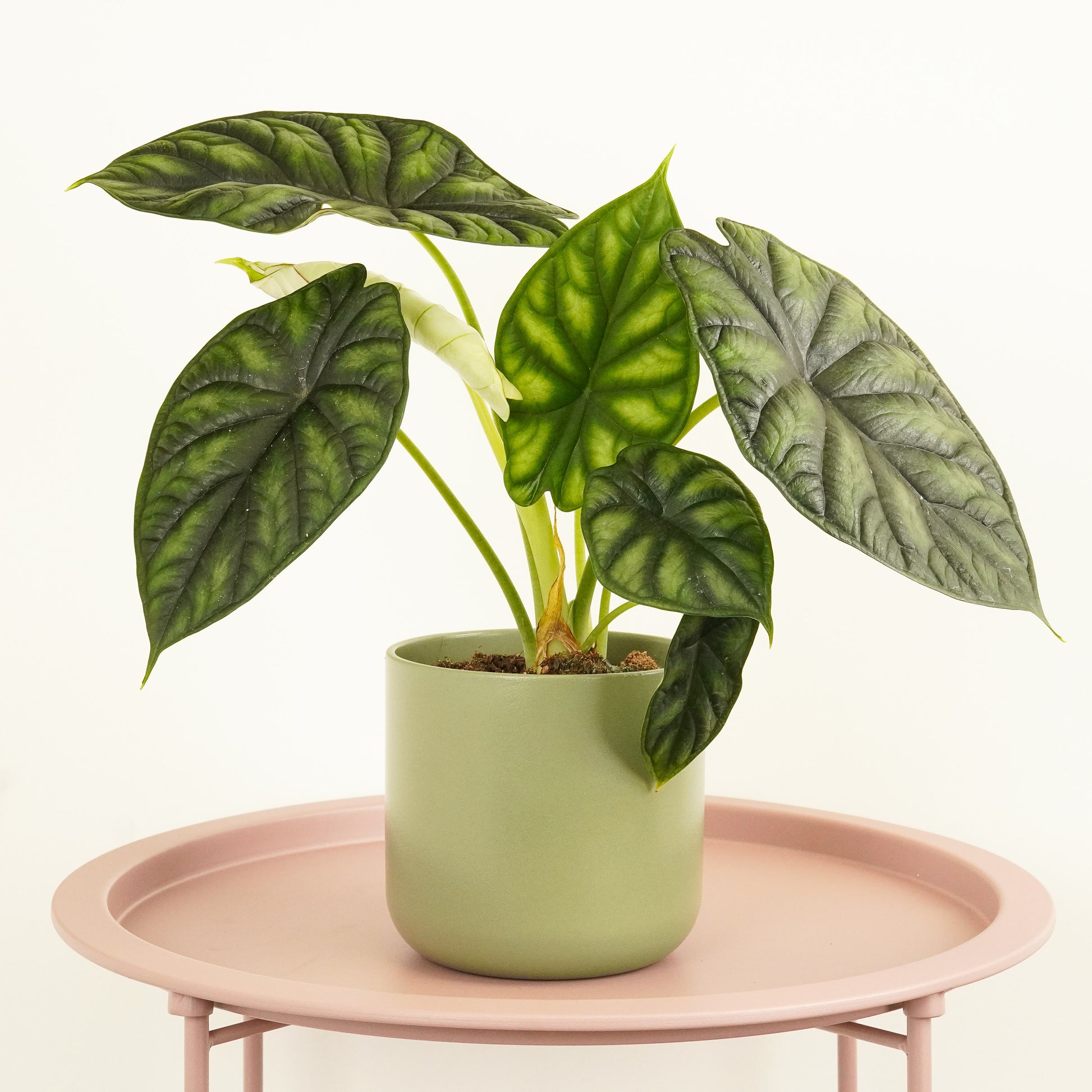 buy elephant ear plant uk Elephant Ear | Dragon Scale