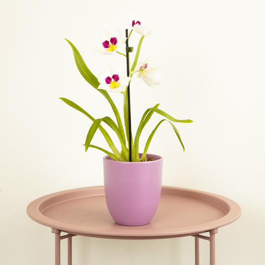 Pansy Orchid | Potted Houseplants