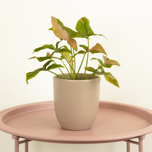 Arrowhead Vine | Red Spot | 