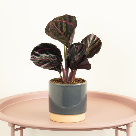 Prayer Plant | Roseo Dottie | Potted Houseplants