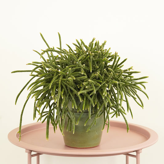 Mousetail Cactus | Horrida | Spooky Houseplants