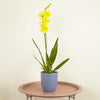 Burrageara Orchid | Nelly Isler Yellow