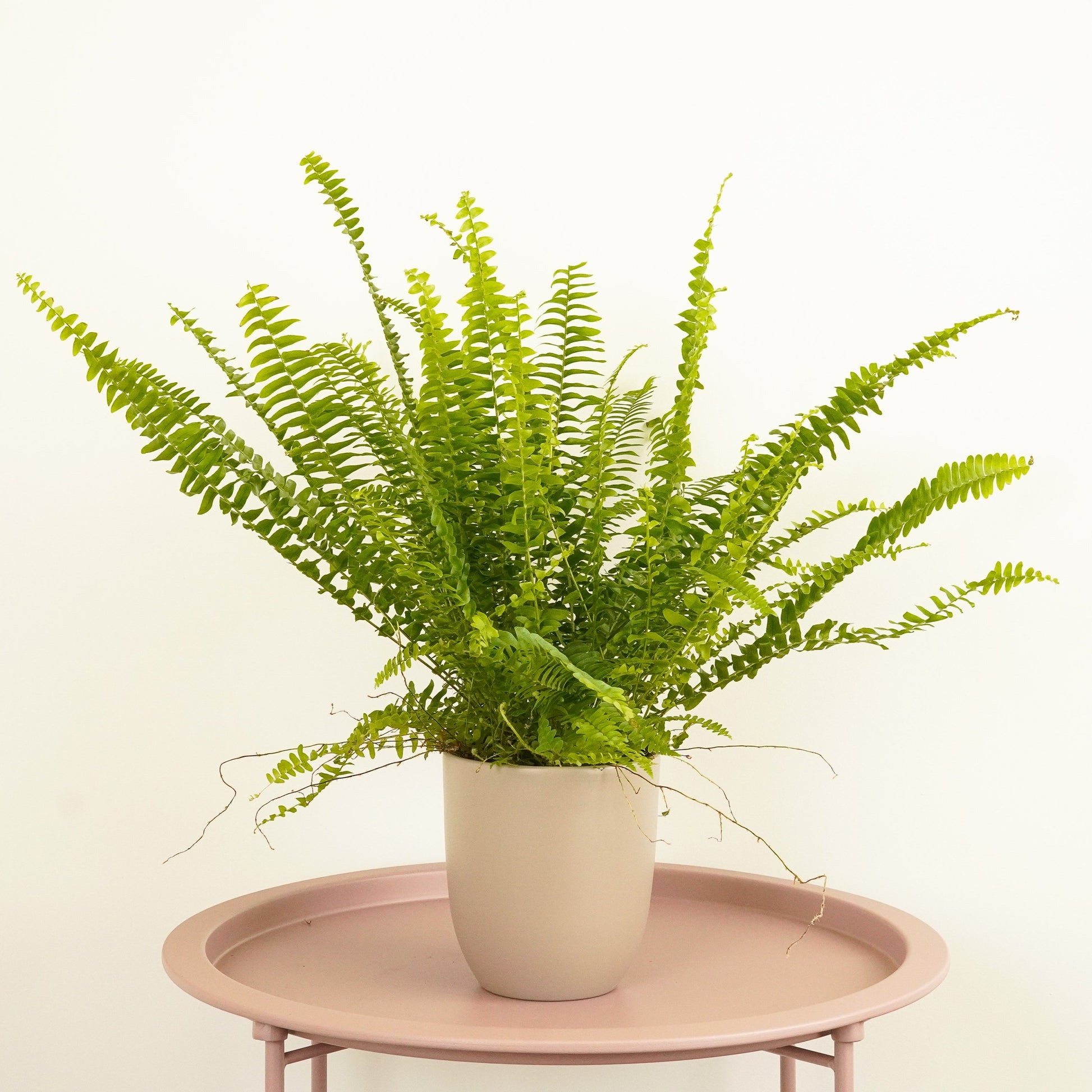 Boston Fern | Green Fantasy