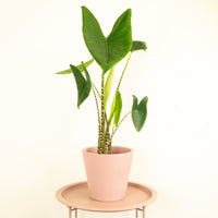 Elephant Ear | Zebrina