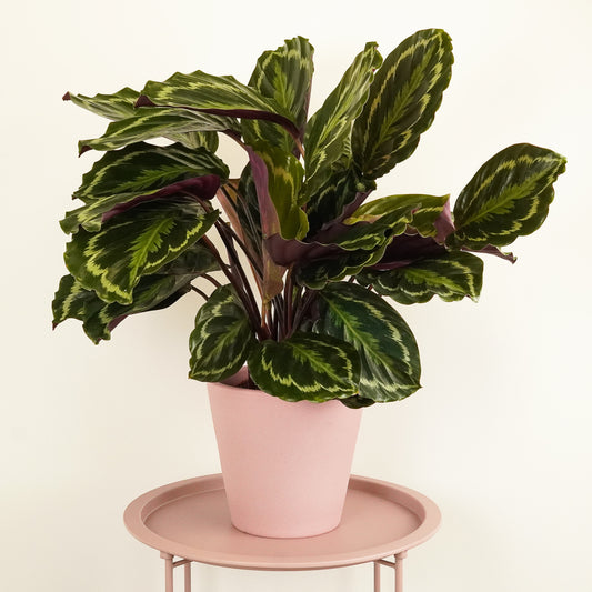 Prayer Plant | Medallion | Indoor Plants