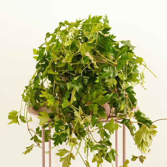 Grape Ivy | XL | Large & Tall Plants