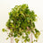 Climbing & Vine Plants