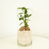 Pot Belly Fig | Terrarium