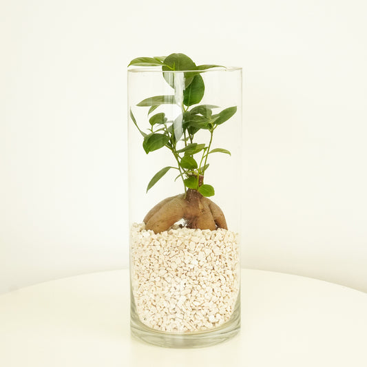 Pot Belly Fig | Terrarium | Trees & Bonsai