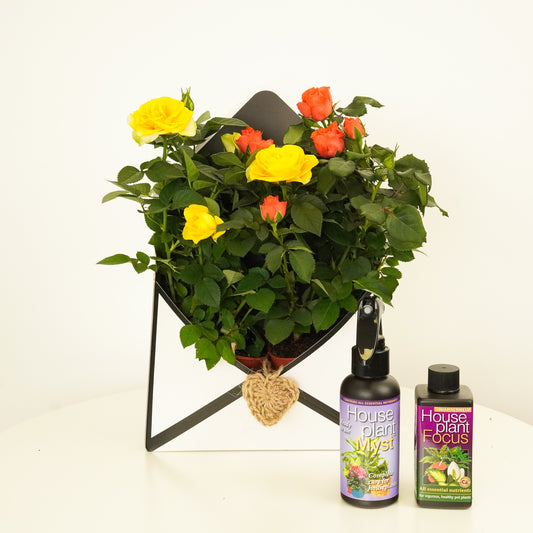 Roses Gift Box | Plant Gifts
