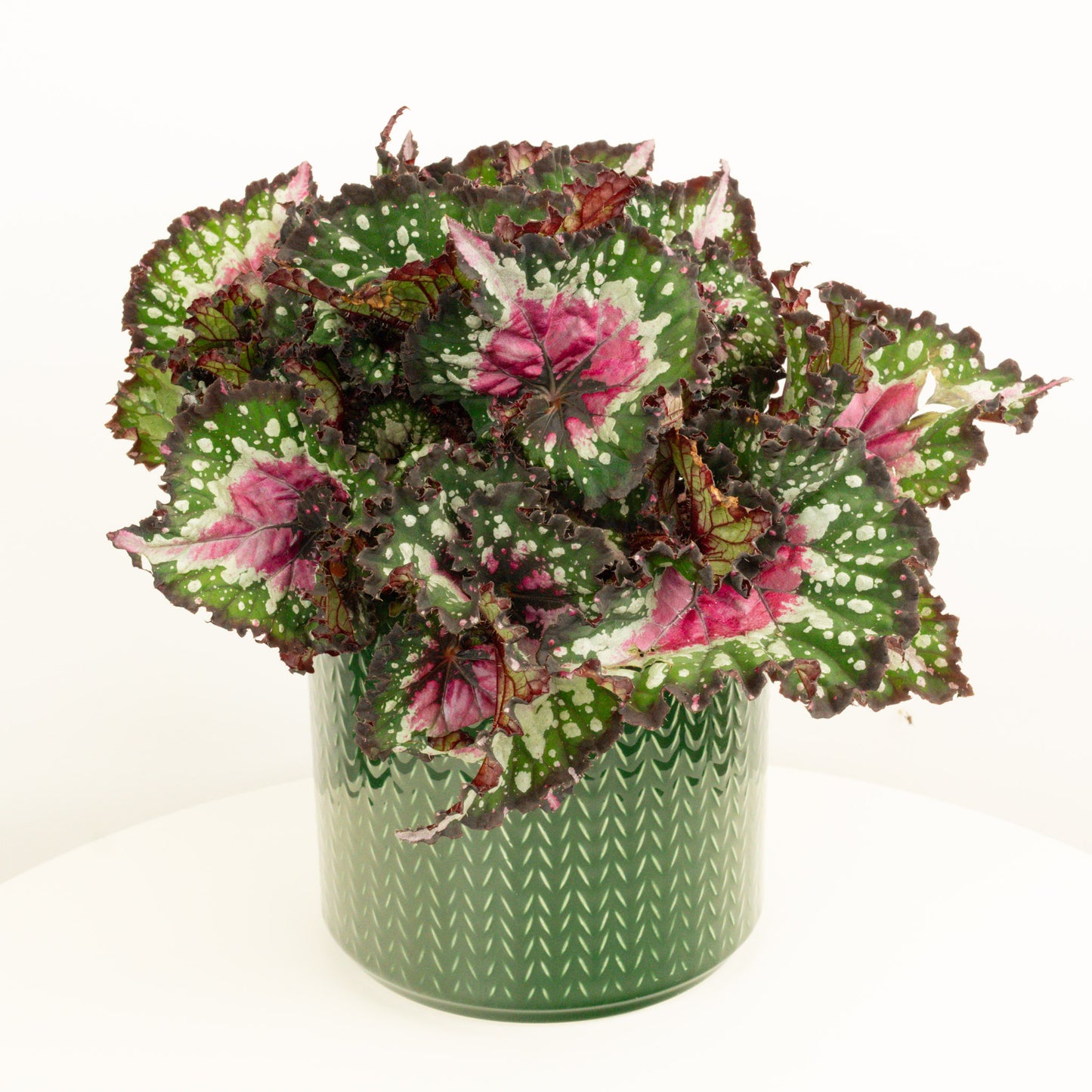 Begonia | Purple Blush