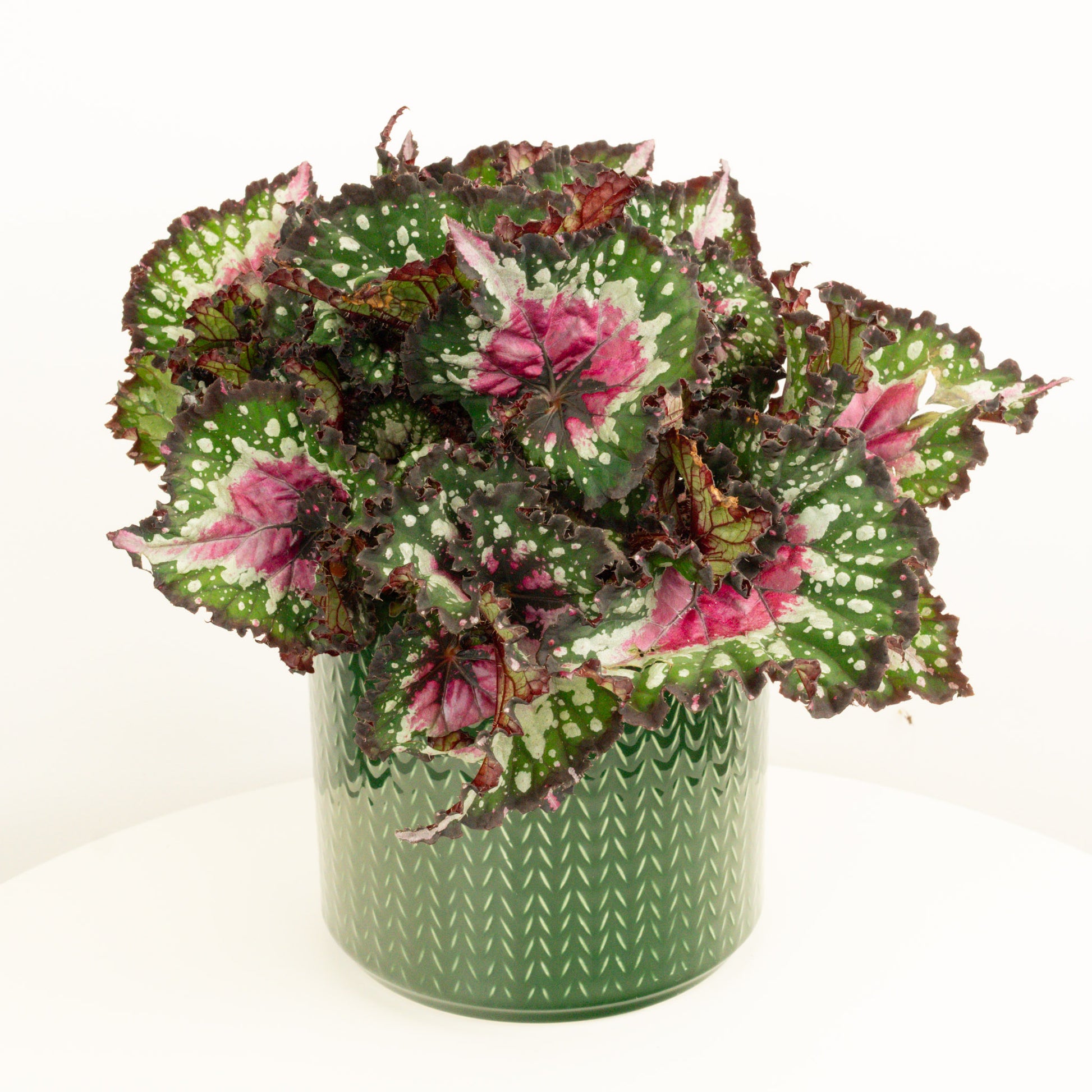 Begonia | Purple Blush