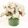 Begonia | Hawaiian Silver
