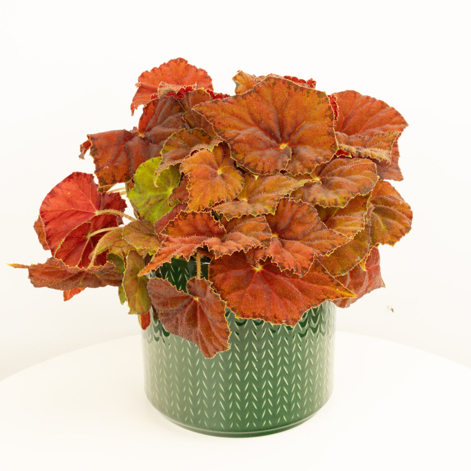 Begonia | Fireside