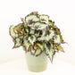 Begonia | Green Valley