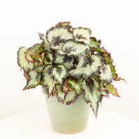 Begonia | Green Valley