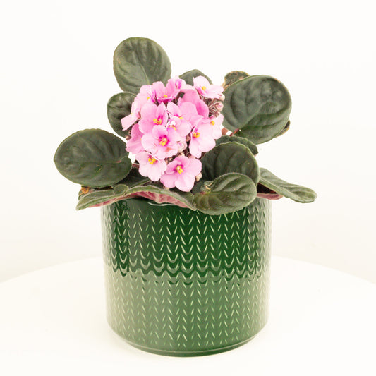 African Violet | Pink | Mother's Day