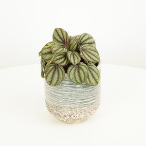 Radiator Plant | Piccolo Banda - Indoor Plant